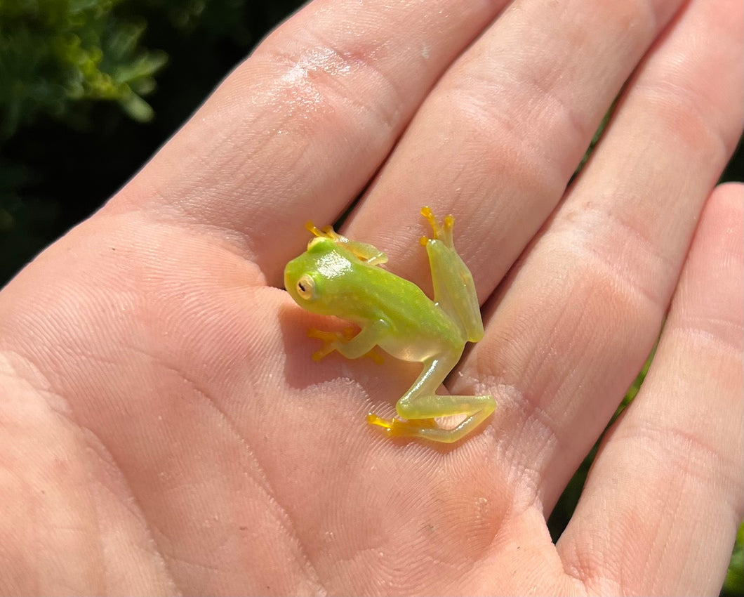 Glass Tree Frog