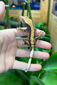 Juvenile Crested Gecko (Assorted Morph)