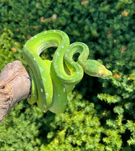 Load image into Gallery viewer, Adult Biak Green Tree Python (Female)