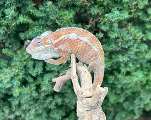 Adult Tamatave Panther Chameleon (Male)