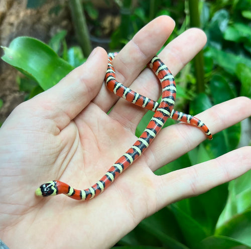 Baby Arizona Mountain Kingsnake (Female 1)