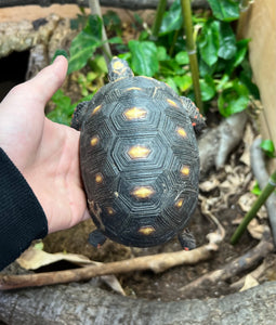 4”-5” Red Foot Tortoise (3)