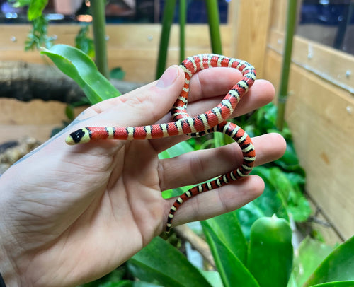 Baby Arizona Mountain Kingsnake (Male 2)