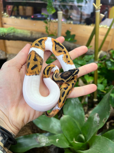 Baby Pied Ball Python (Female 1)