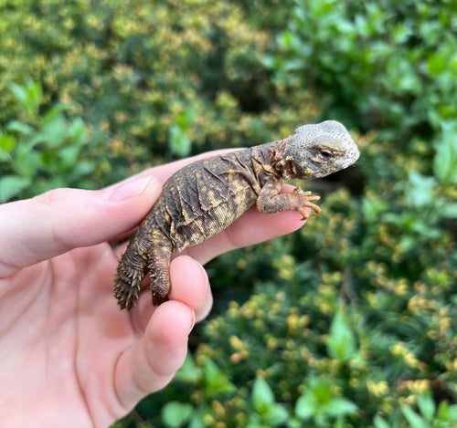 Yellow Uromastyx