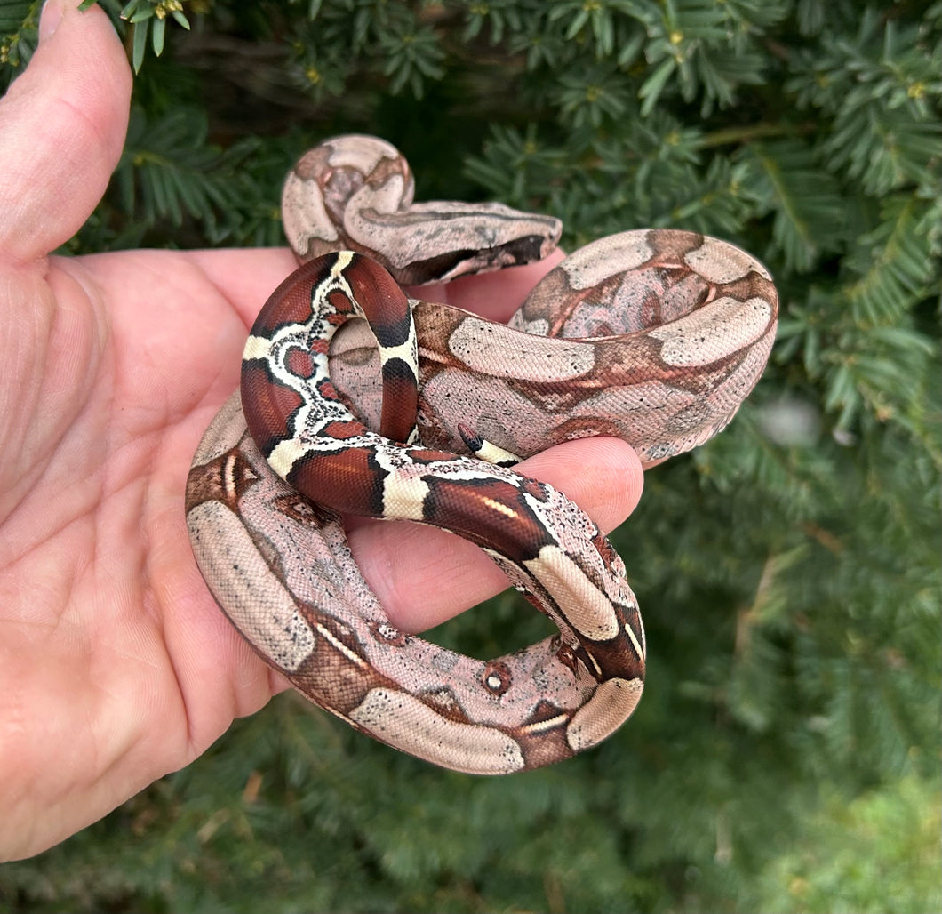 Baby Guyana Boa (Male 2)