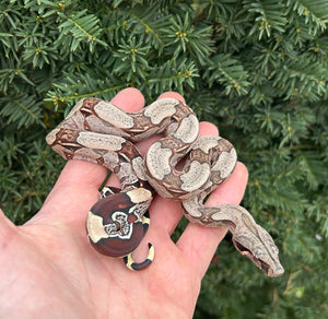 Baby Guyana Boa (Female 4)