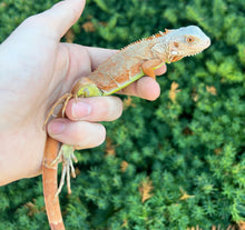 Load image into Gallery viewer, Baby Orange Sunbust Zero Green Iguana (4)