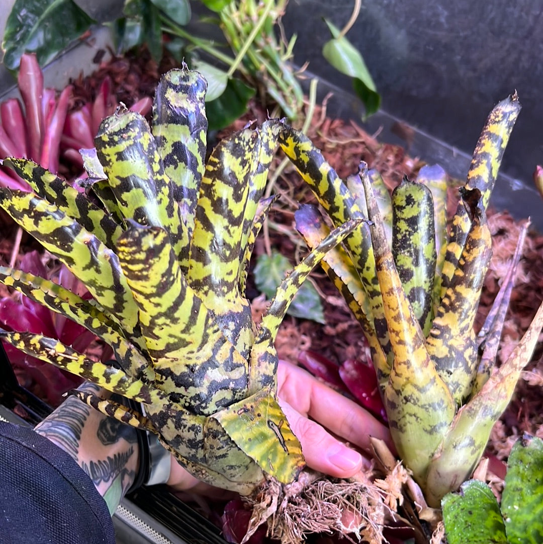 Tiger Bromeliad – Scales and Tails of Ohio