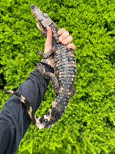 Load image into Gallery viewer, Juvenile Smooth Front Caiman
