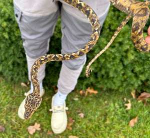 ‘White Spec’ Amazon Tree Boa (Male)