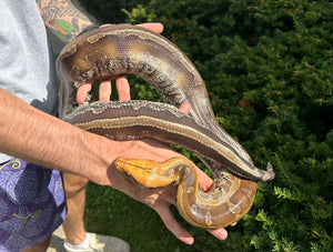 Adult Marble Borneo Blood Python (Female)