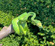 Load image into Gallery viewer, Adult Biak Green Tree Python (Female)