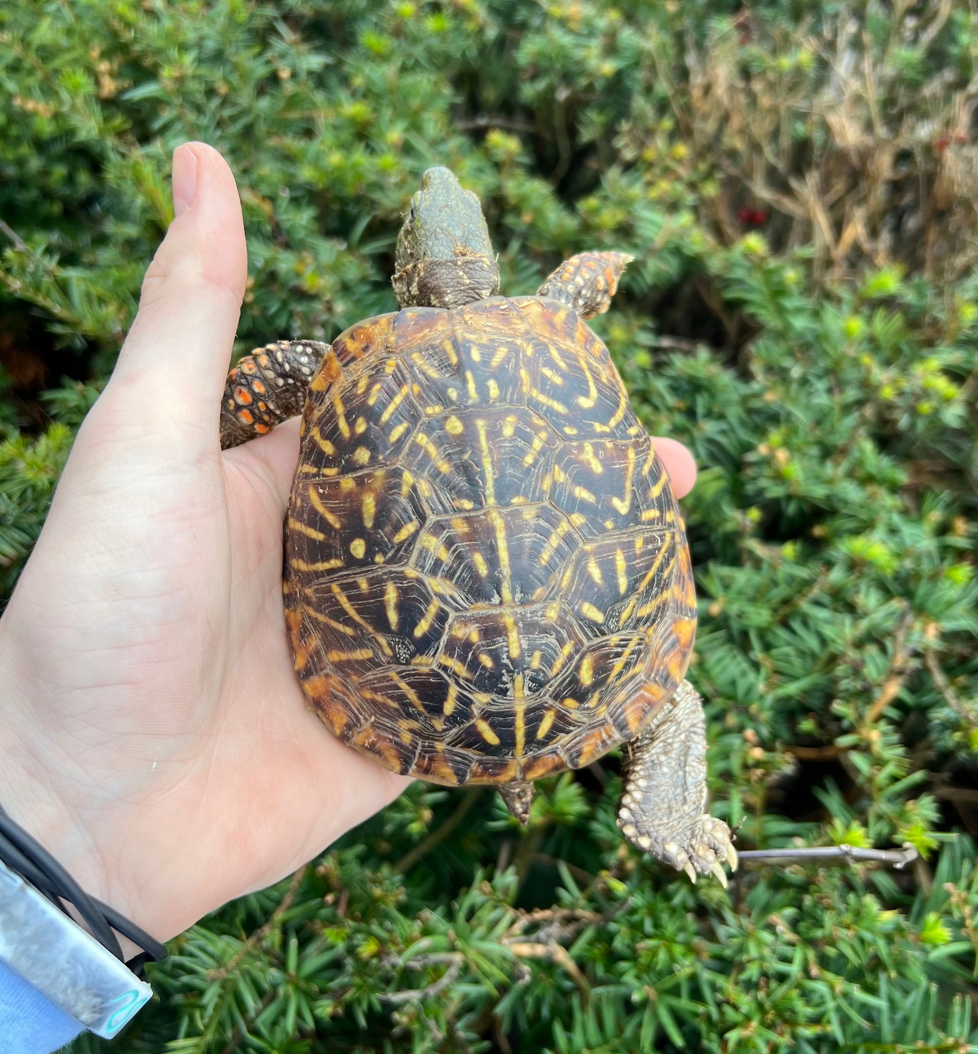 Adult Ornate Box Turtle Male 1 Scales And Tails Of Ohio