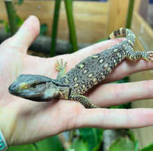 Load image into Gallery viewer, Baby Black Throat Monitor (10)