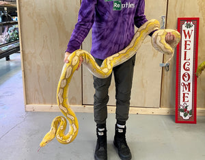 11’ Adult Lavender Albino Reticulated Python (Female)