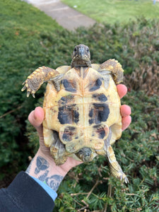 Adult Hermann’s Tortoise (Male)