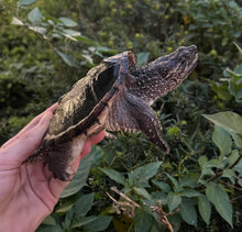 Load image into Gallery viewer, Small Florida Snapping Turtle