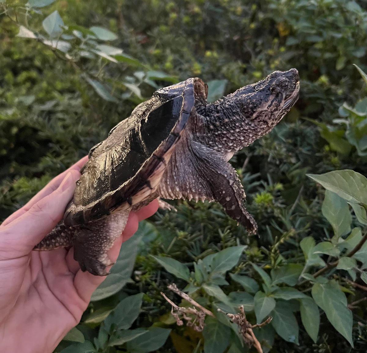 Small Florida Snapping Turtle – Scales and Tails of Ohio