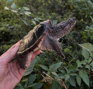 Small Florida Snapping Turtle