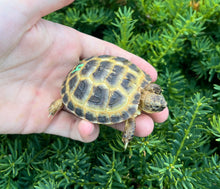 Load image into Gallery viewer, Baby Russian Tortoise (4)