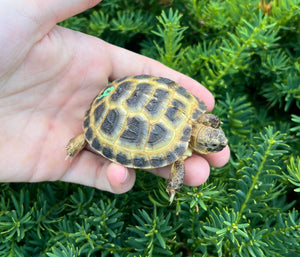 Baby Russian Tortoise (4)