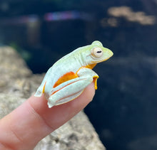 Load image into Gallery viewer, Malaysian Twin-Spotted Tree Frog