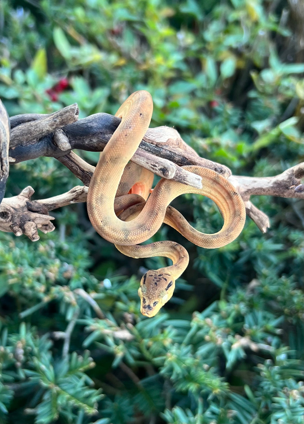 Baby Amazon Tree Boa (Male 1)