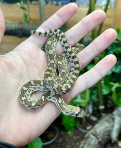 Baby Bullsnake (Male)