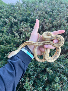 Baby Platinum Phantom Tiger poss het Albino Reticulated Python (Male)