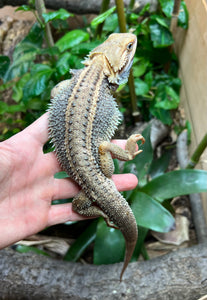 Adult Paradox Bearded Dragon (Male 3)