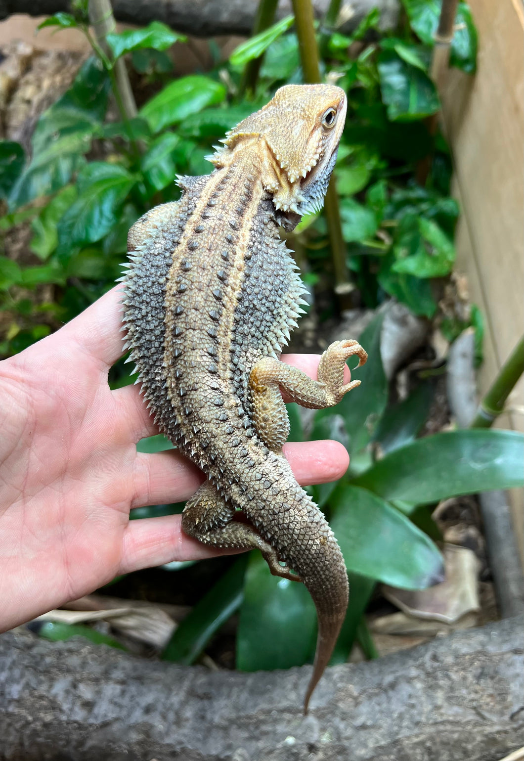 Adult Paradox Bearded Dragon (Male 3)