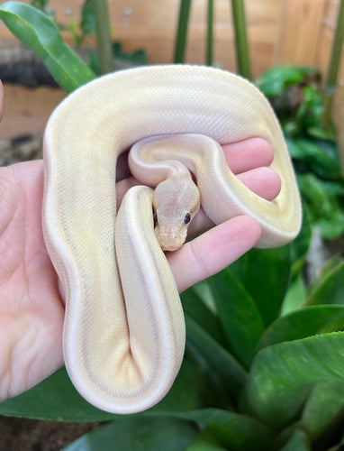 Baby Banana Cinnamon G-Stripe Ball Python (Male)