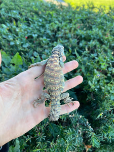 Small Ornate Uromastyx (1)