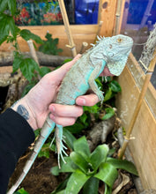 Load image into Gallery viewer, Juvenile Blue Iguana