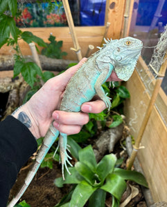 Juvenile Blue Iguana