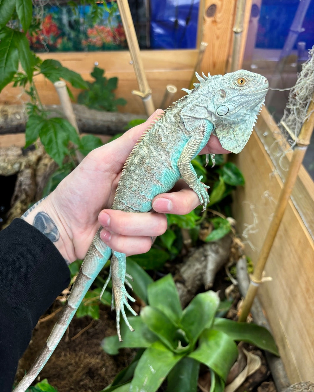 Juvenile Blue Iguana