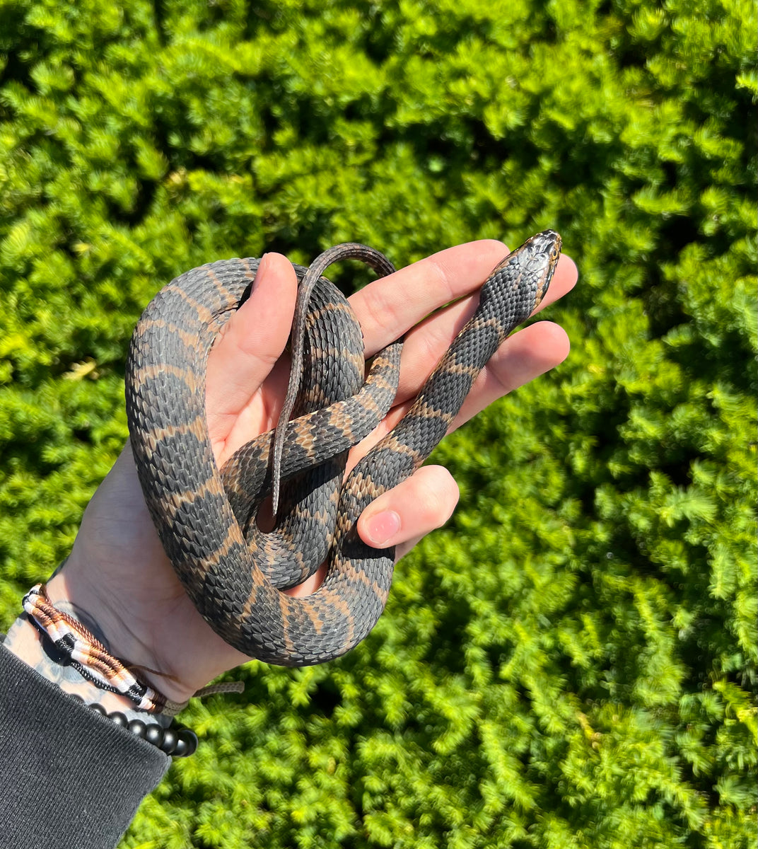 Sub-Adult Banded Water Snake (Male 1) – Scales and Tails of Ohio