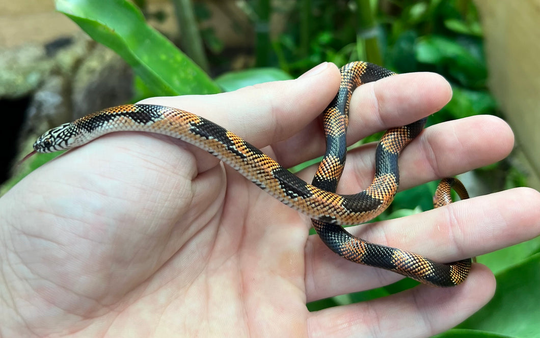 Baby Blotched Goini Kingsnake (Male 1)