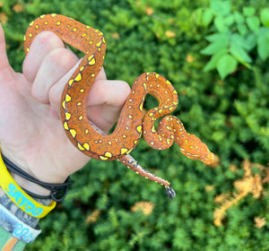 Baby Orange Biak Green Tree Python (4)