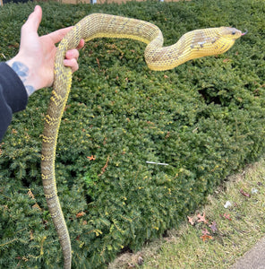 Amazon Puffing Snake (Male)