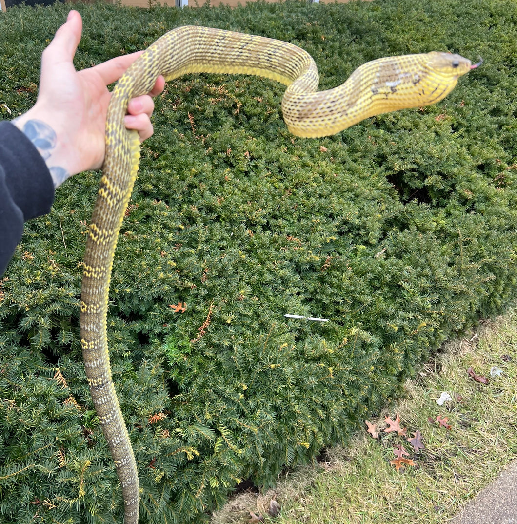 Amazon Puffing Snake (Male)