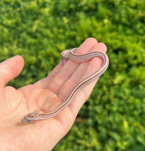 Baby Striped Corn Snake