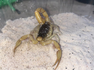 Desert Hairy Scorpion