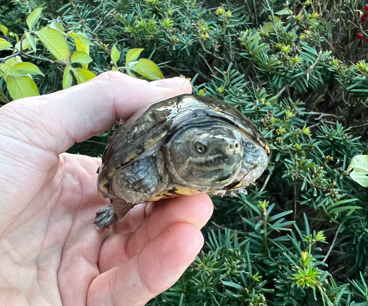 Adult Musk Turtle – Scales and Tails of Ohio