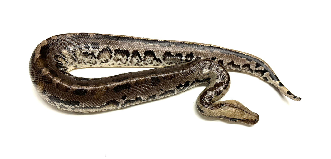 Juvenile Borneo Blood Python (Female)