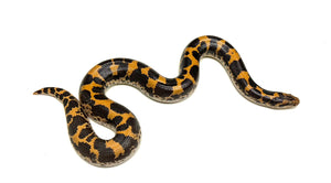 Sub-Adult Kenyan Sand Boa (Female)