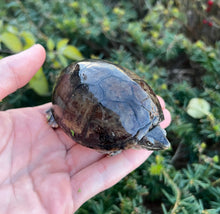 Load image into Gallery viewer, Adult Musk Turtle