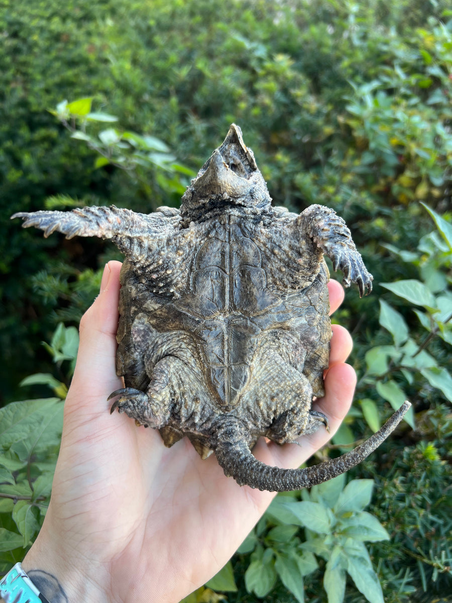 Small Alligator Snapping Turtle – Scales and Tails of Ohio