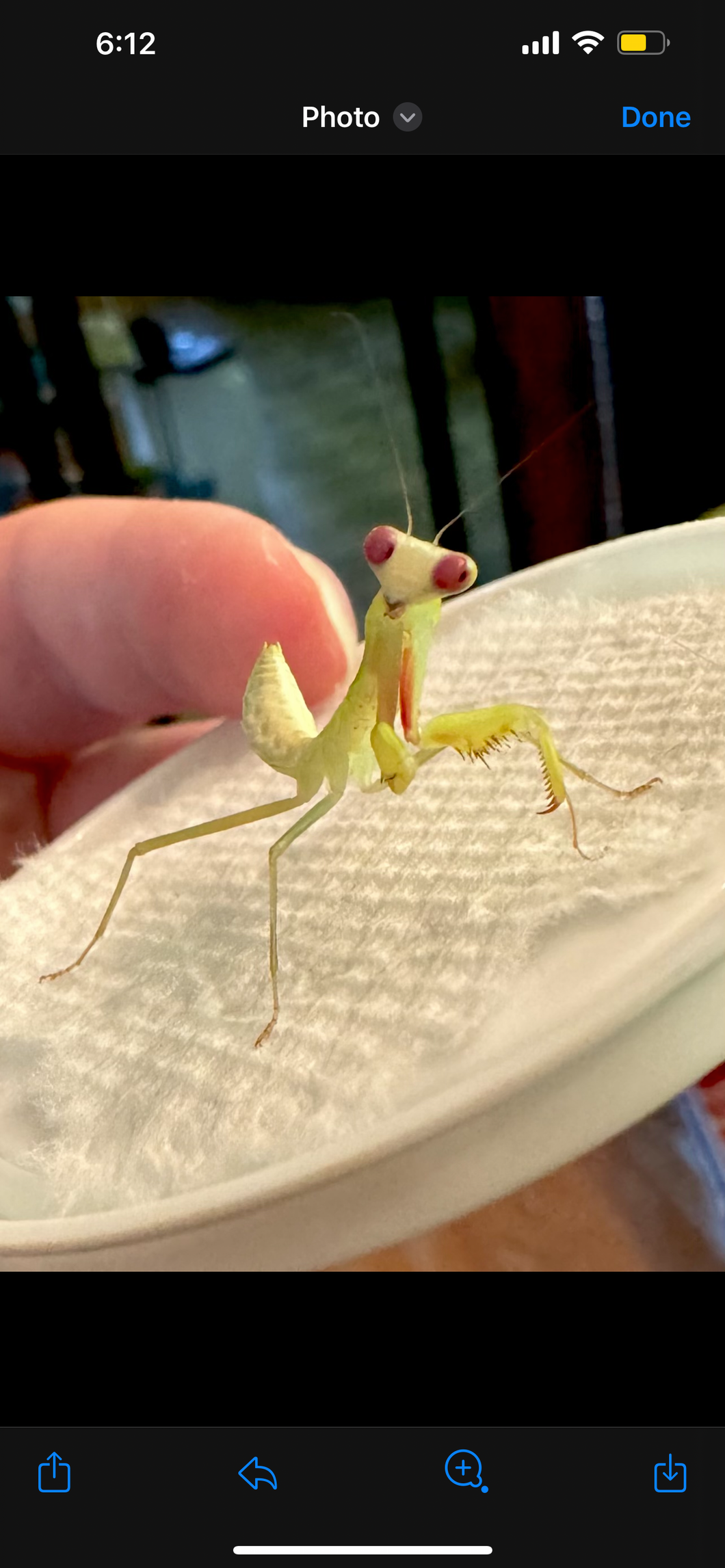 Giant Austrailian Jungle Mantis